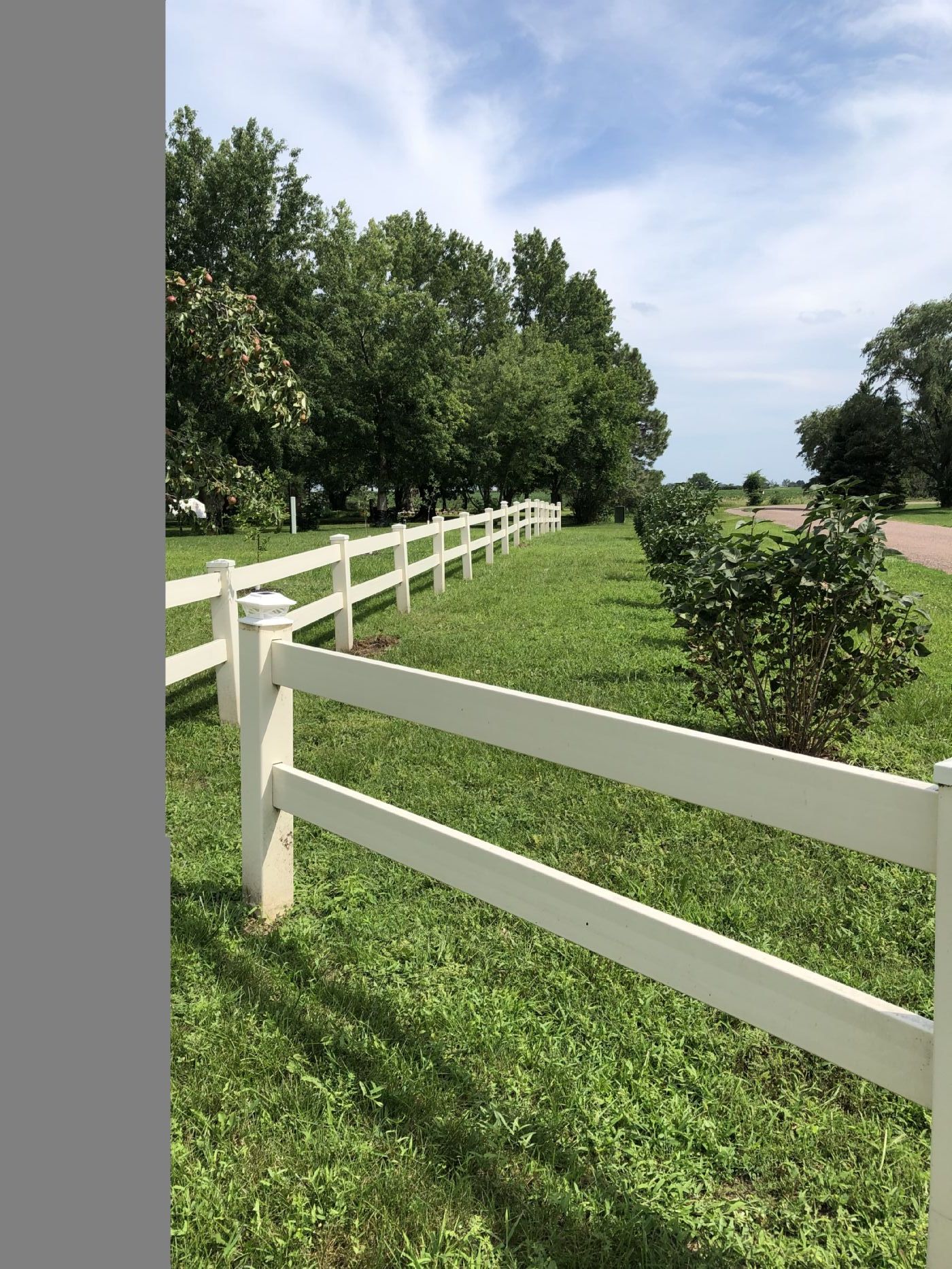 Fruit trees along white fence Fruit trees along white fence