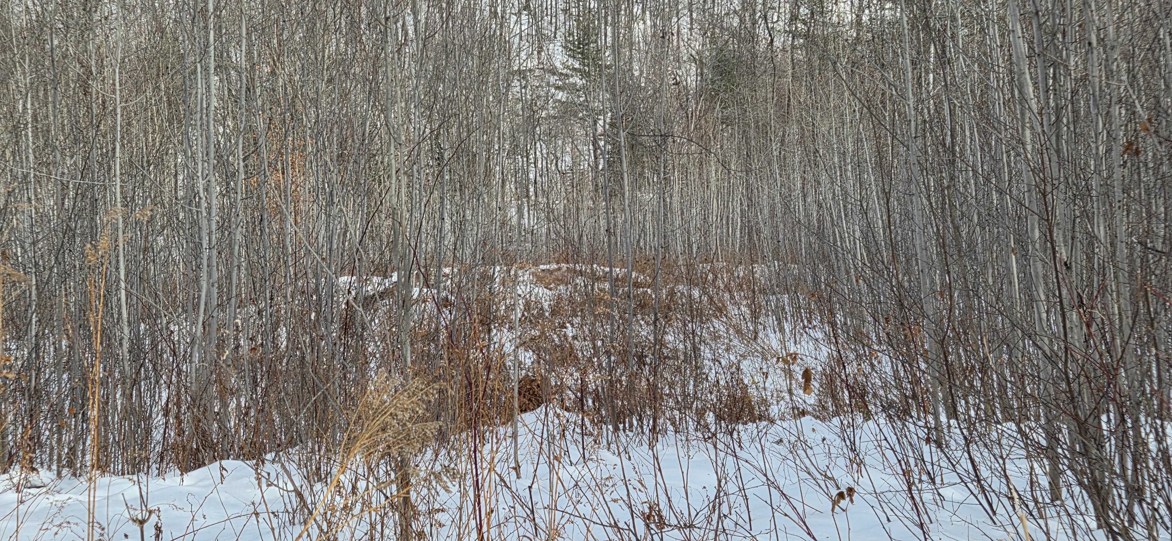 Sloped land perfect for walk-out basement house Sloped land perfect for walk-out basement house