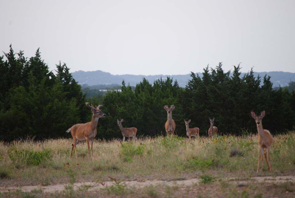 Killeen Home, TX Real Estate Listing
