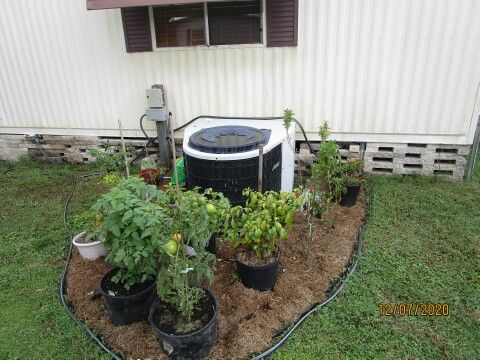 C/H/A + potted veggies