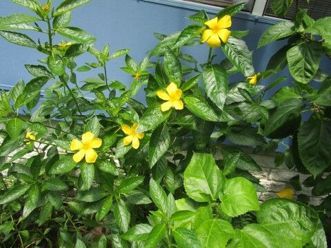 lush greenery & florals around home