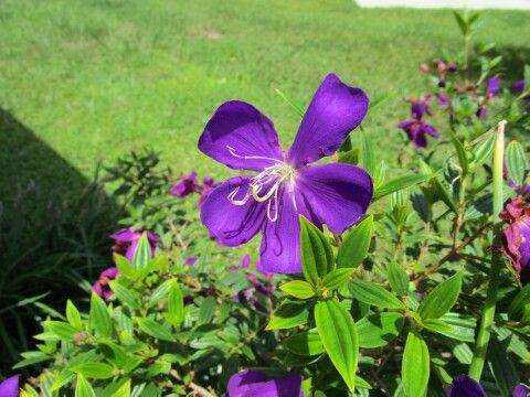 flowers around carport