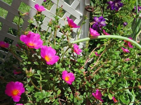 potted Purselane plant