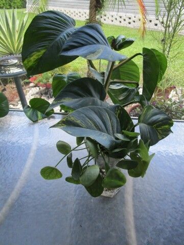 tropical patio table arrangement