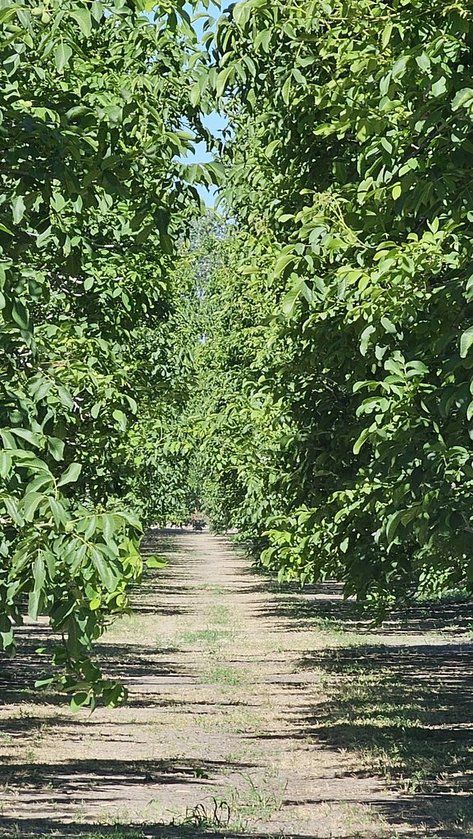 Chandler orchard 2012