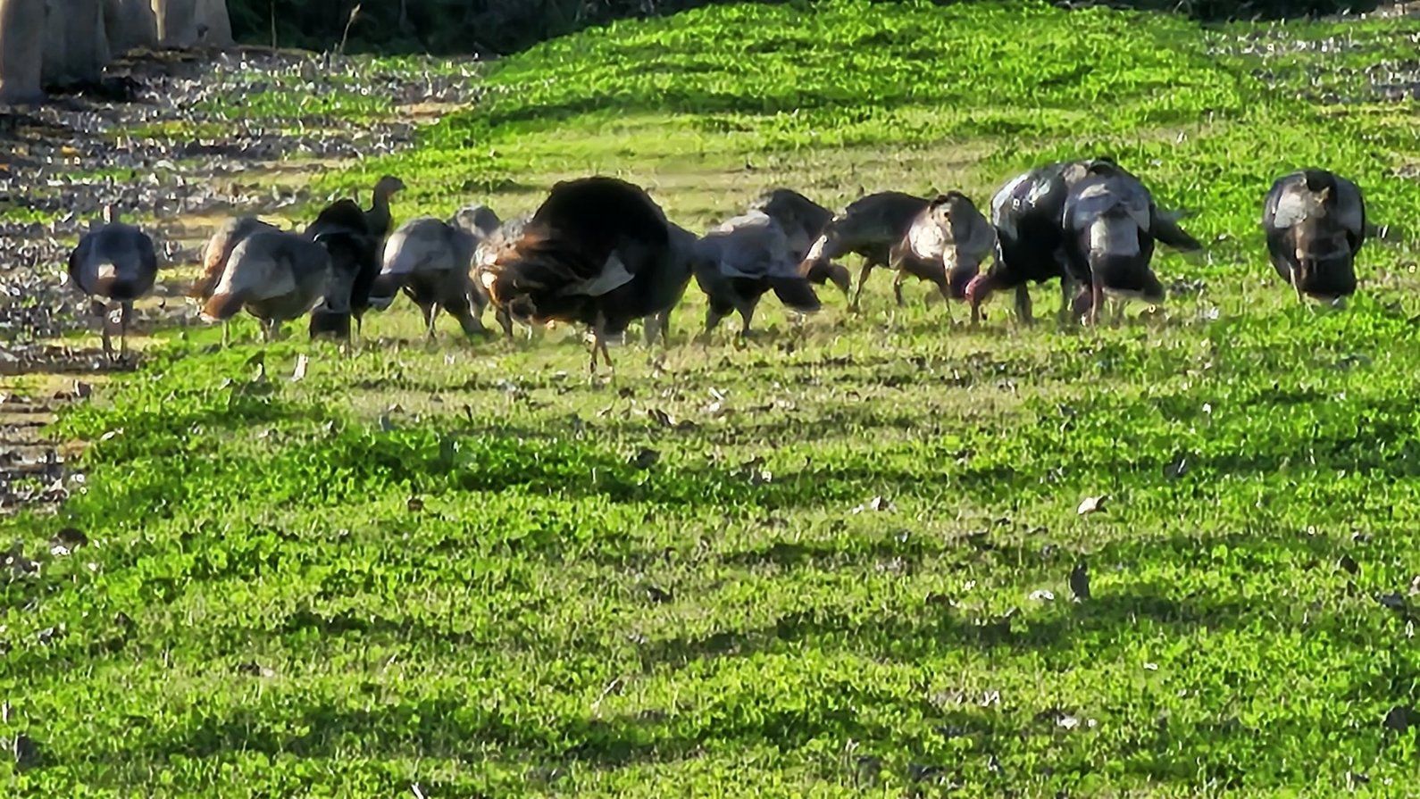 Turkeys