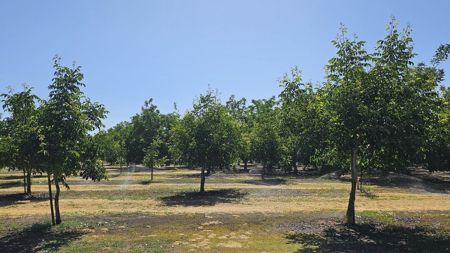 Interplants for lawsuit