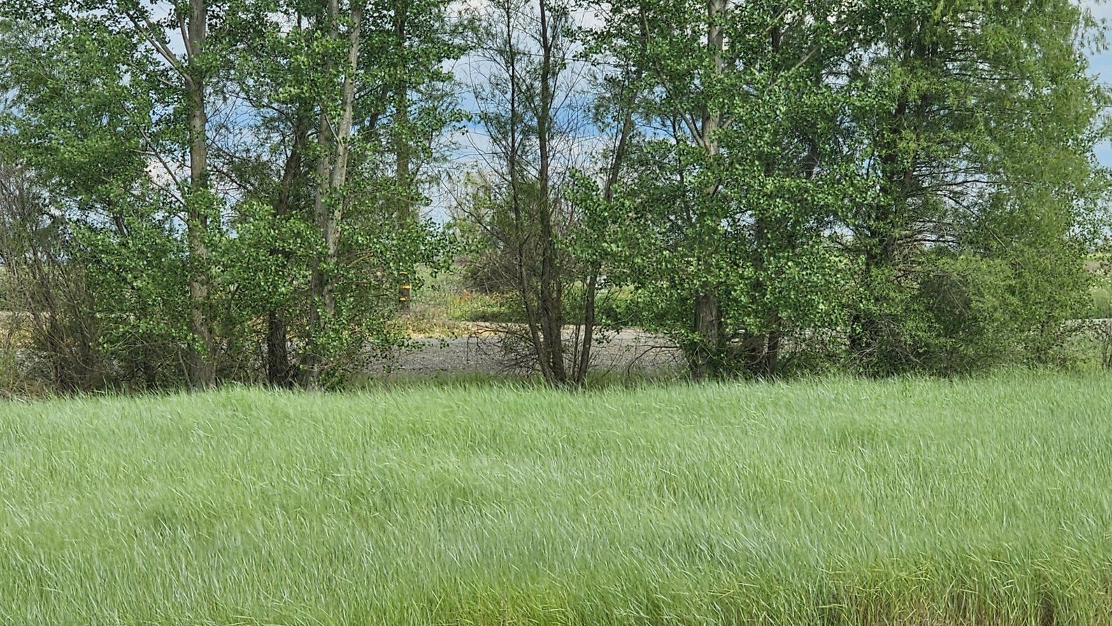 native grass in habitat
