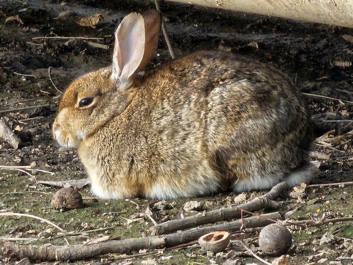 cottontail