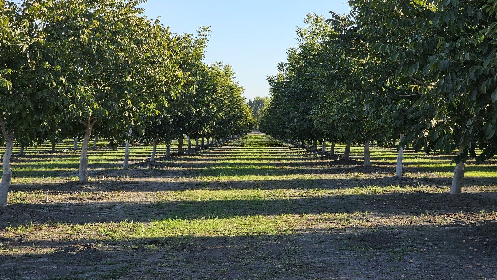 Chandler orchard 2019 last year