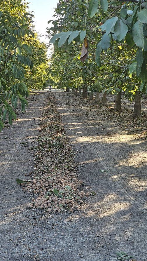 windrow walnuts 2023
